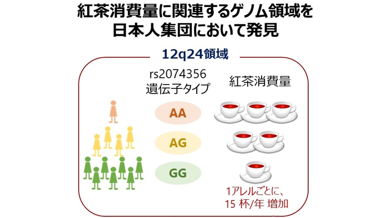 12q24には紅茶の好み以外にもお酒の強さやコーヒーの好みにかかわる部分がある