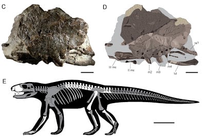 発見された新種ワニの骨