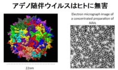 “目の遺伝子を書き換える”ことで盲目マウスの視力回復に成功！ 「年内に人間でもテスト開始」の画像 2/5