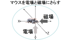 マウスを電磁場にさらし糖尿病が治るか確かめる