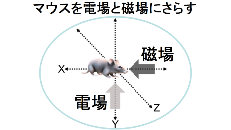 マウスを電磁場にさらし糖尿病が治るか確かめる