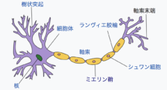 神経細胞の構造