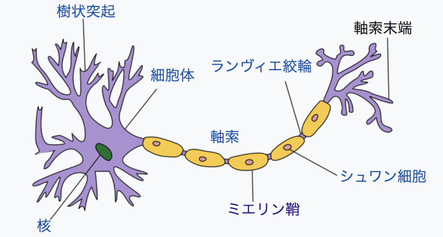 神経細胞の構造