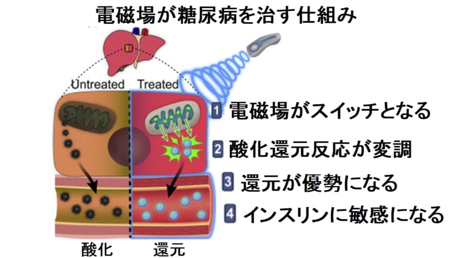 電磁場が糖尿病を治す仕組みは酸化ストレスの軽減にあった