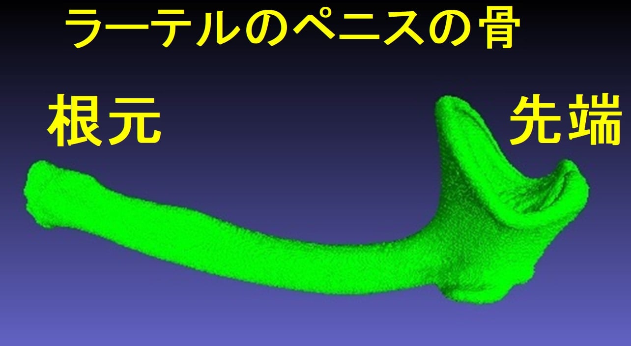 ラーテルのペニスの骨は非常に効果的な構造をしている