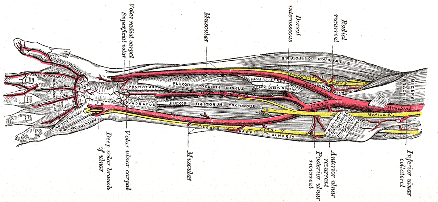 前腕には通常2本の大きな動脈がある