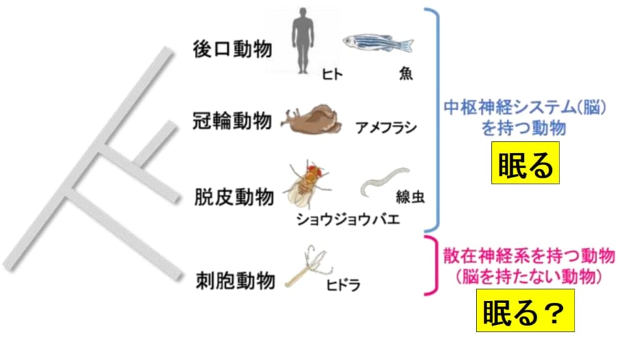 脳を持たない生物も眠るのだろうか？