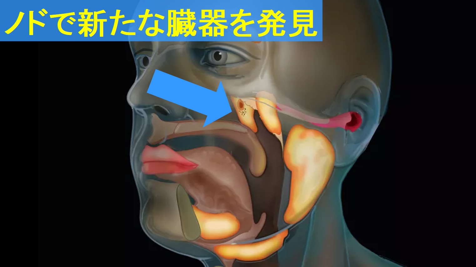 最新のCTスキャンによって喉に新しい臓器が発見された