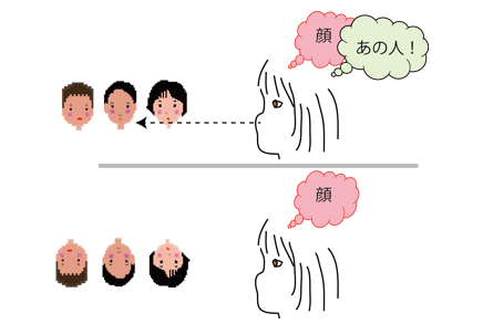 正立の顔と倒立の顔に対して脳が処理する情報。