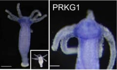 ヒドラに存在するPRKG1という遺伝子を制御すると哺乳類や昆虫の睡眠時間が延長される