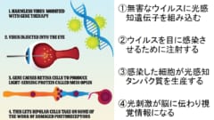 “目の遺伝子を書き換える”ことで盲目マウスの視力回復に成功！ 「年内に人間でもテスト開始」の画像 4/5