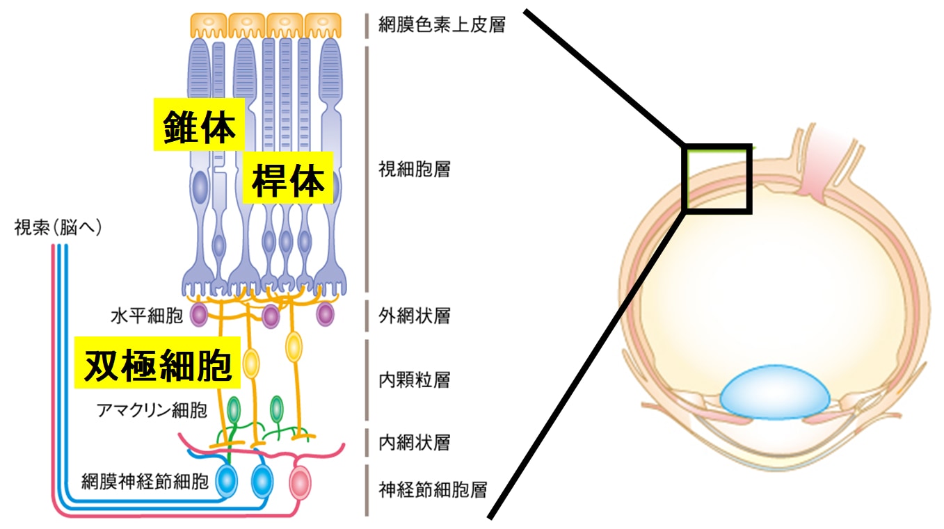 “目の遺伝子を書き換える”ことで盲目マウスの視力回復に成功！ 「年内に人間でもテスト開始」の画像 3/5