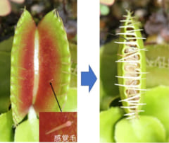 感覚毛に触れると葉が閉じる