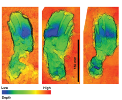 足跡の3Dスキャン画像。片側に荷重がかかっていたような独特の湾曲形状と跡の深さが見られる。これは子供を抱えていたためと考えられる。