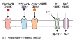 甘味受容体は甘味物質を「甘味信号」に変換する