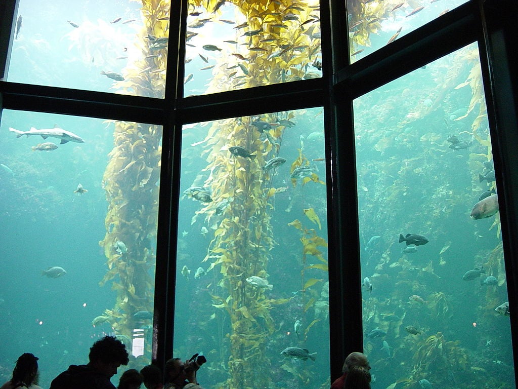 モントレー水族館に展示されたジャイアントケルプ。