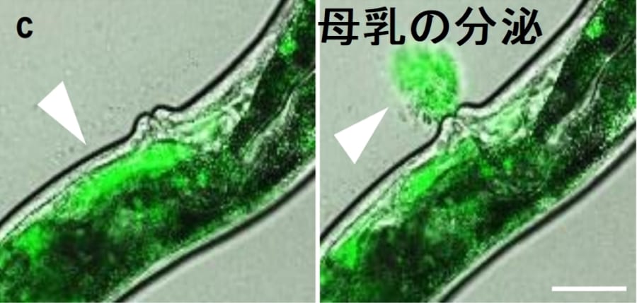 小さな「線虫」は子供たちに授乳していると判明