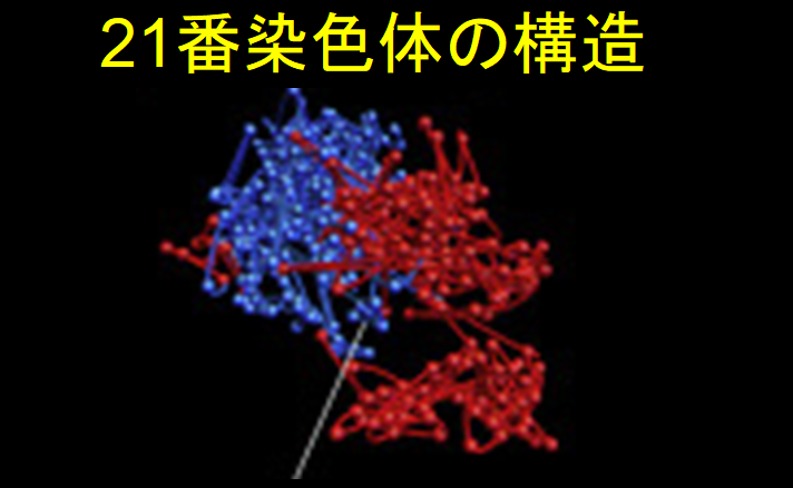 通常の状態では、よく知られているX字型とは大きく異なる形状をしている