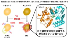 大豆と納豆菌の関係は生と死のせめぎ合いの中に存在する