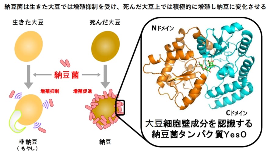 大豆と納豆菌の関係は生と死のせめぎ合いの中に存在する