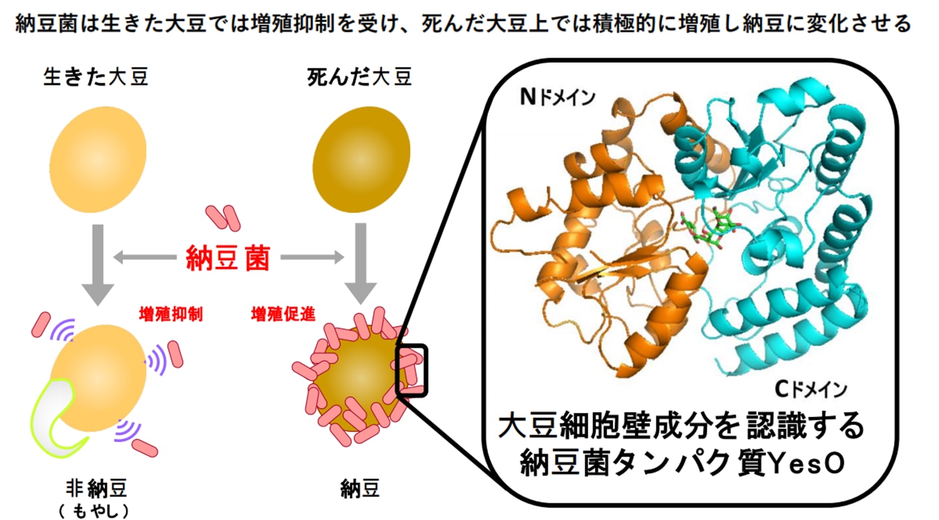 大豆と納豆菌の関係は生と死のせめぎ合いの中に存在する