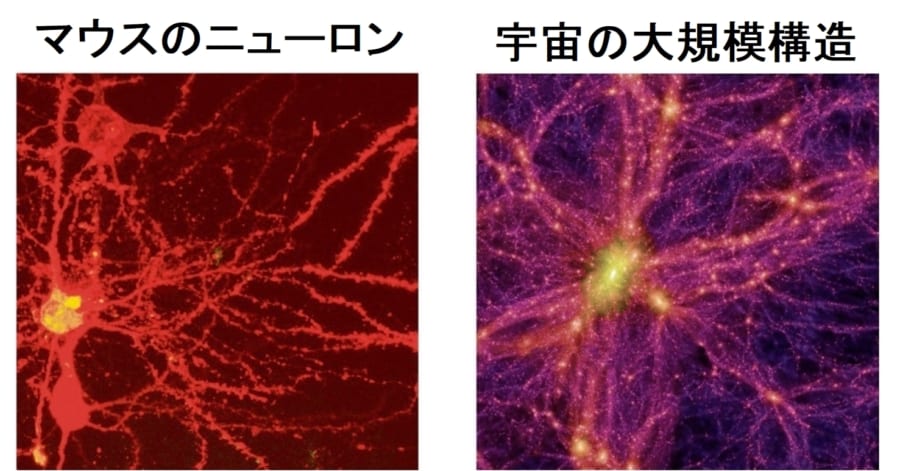 「宇宙と脳は構造が似ている」と数学的に証明される！ 宇宙は脳で脳は宇宙だった？