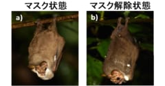 メスを誘う時はマスクをして、交尾のときは脱ぎ捨てる