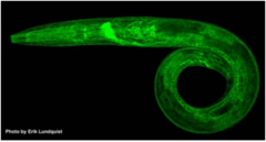 授乳していることが明らかになった線虫（c.elegans）