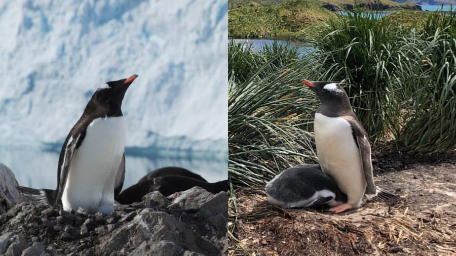 3種類も新種のペンギンが誕生！ 科学者が1種類だと思っていたものが実は別々のペンギンだった