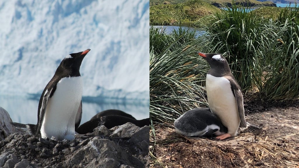 異なる生息地のジェンツーペンギン。非常に似ているが異なる種だった。