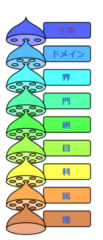 生物分類学的階級