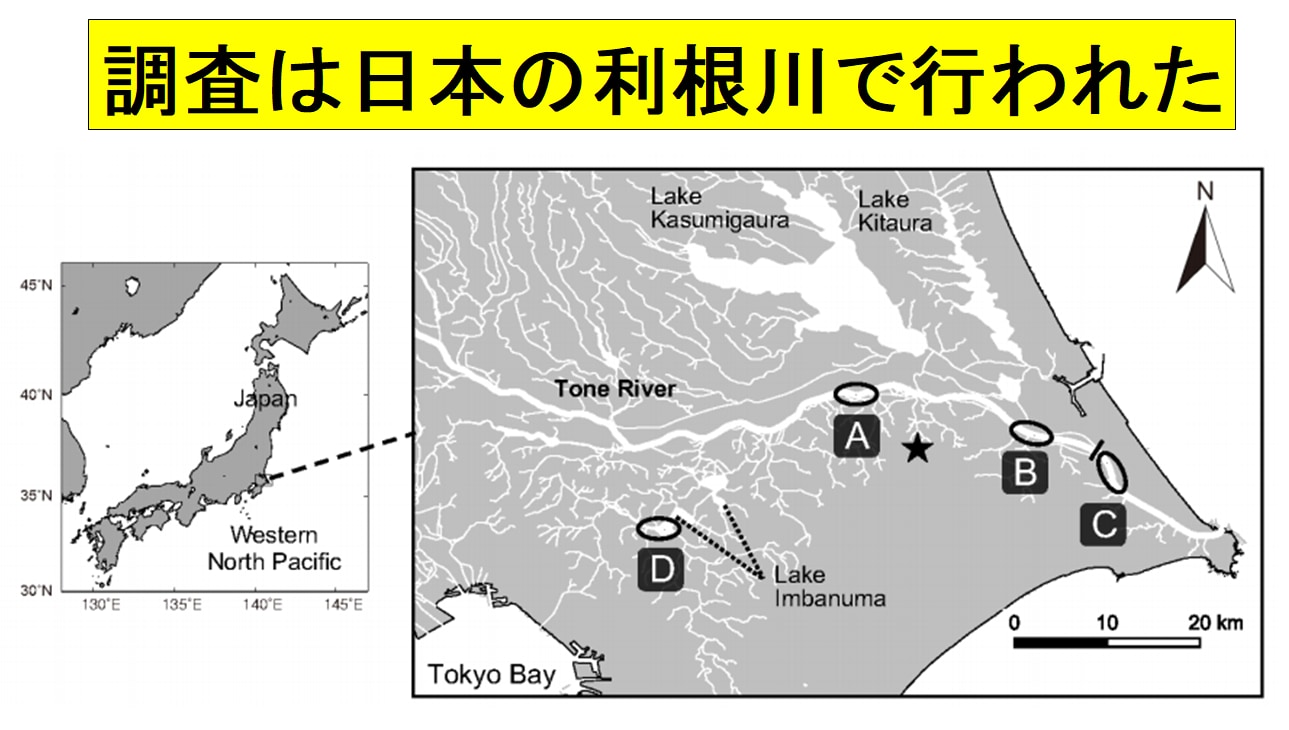 調査は日本の利根川で行われた