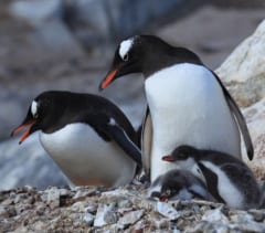 パルマー諸島のジェンツーペンギンの親子。