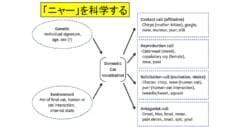 猫のニャーという能力は遺伝と環境の両方の影響を受ける
