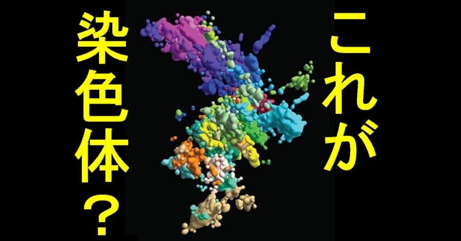 染色体はX字型ではなく全く異なる形をしていた