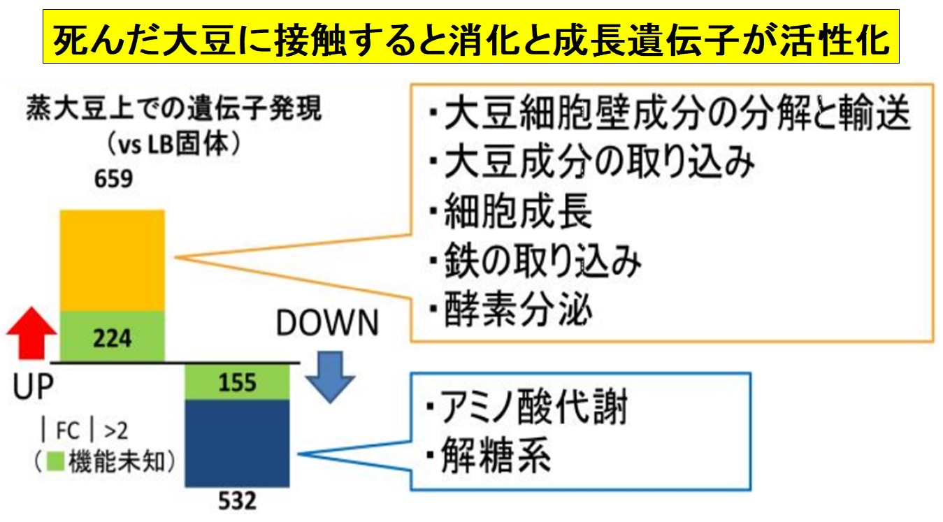 納豆菌は死んだ大豆に反応する遺伝子をもっている