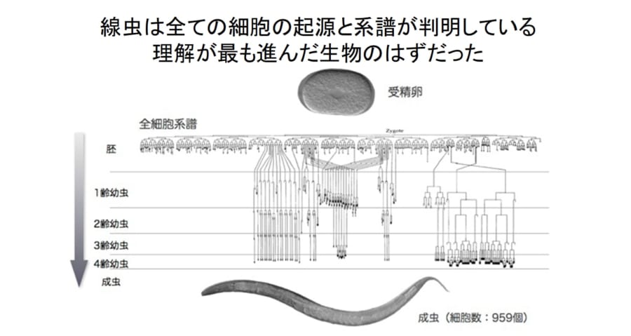 線虫は全ての細胞の起源と系譜が判明している