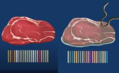 肉の腐敗ガスに応じてバーコードが変化する