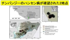 2つの地点のハンセン病菌は異なる遺伝子型であり、独立した経路から感染したことを示す