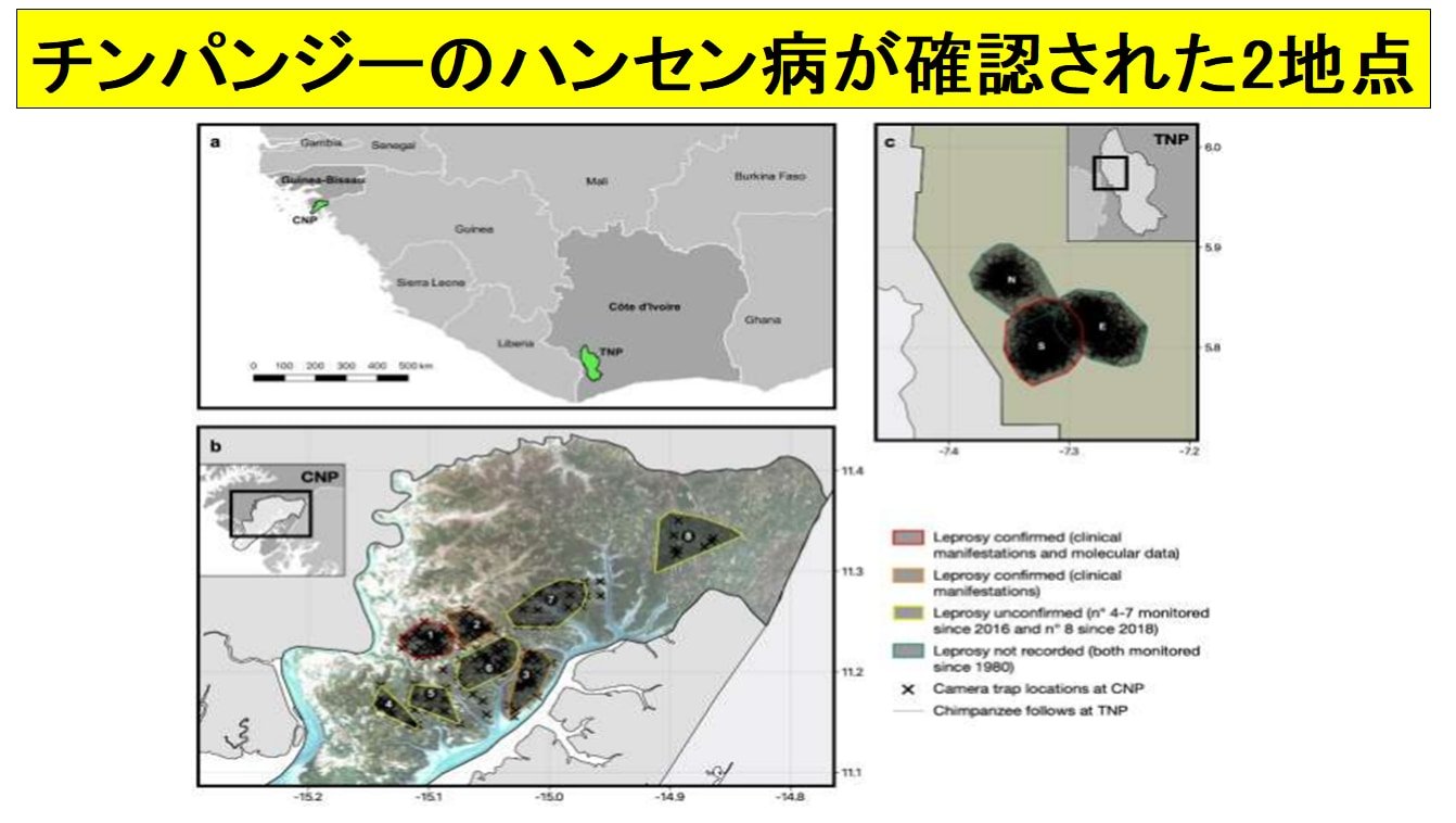 2つの地点のハンセン病菌は異なる遺伝子型であり、独立した経路から感染したことを示す