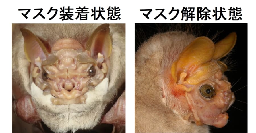 顔のアップ画像。世界一醜い顔と言われているだけのことはある