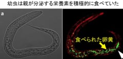 幼虫は親が分泌した卵黄を積極的に食べていた