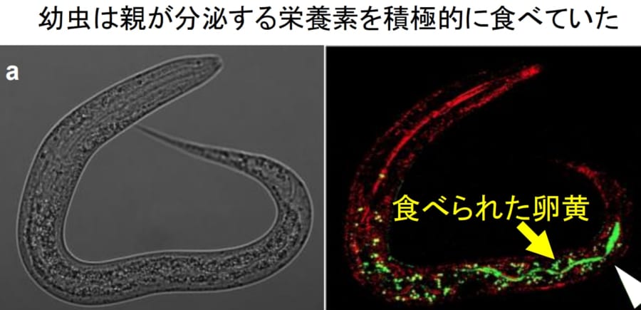 幼虫は親が分泌した卵黄を積極的に食べていた