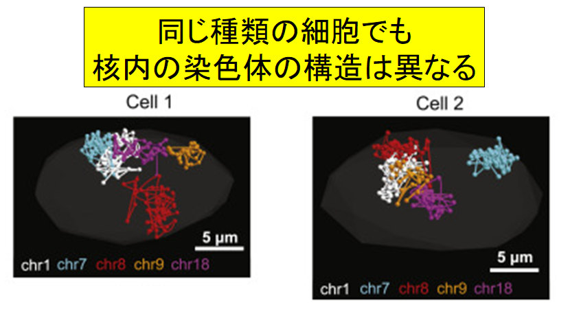 同じ種類の細胞でも染色体の構造は異なっている