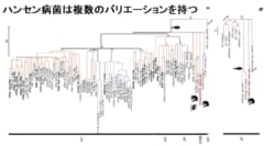 チンパンジーに感染した型は人間にはほとんどみられない珍しいものだった