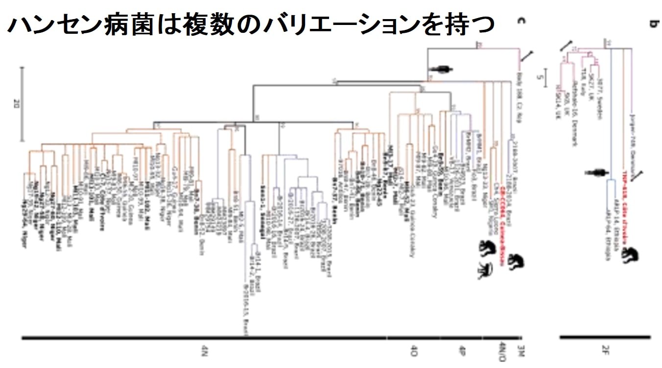 チンパンジーに感染した型は人間にはほとんどみられない珍しいものだった