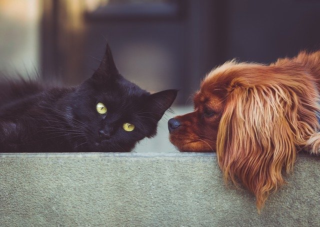 犬と猫。