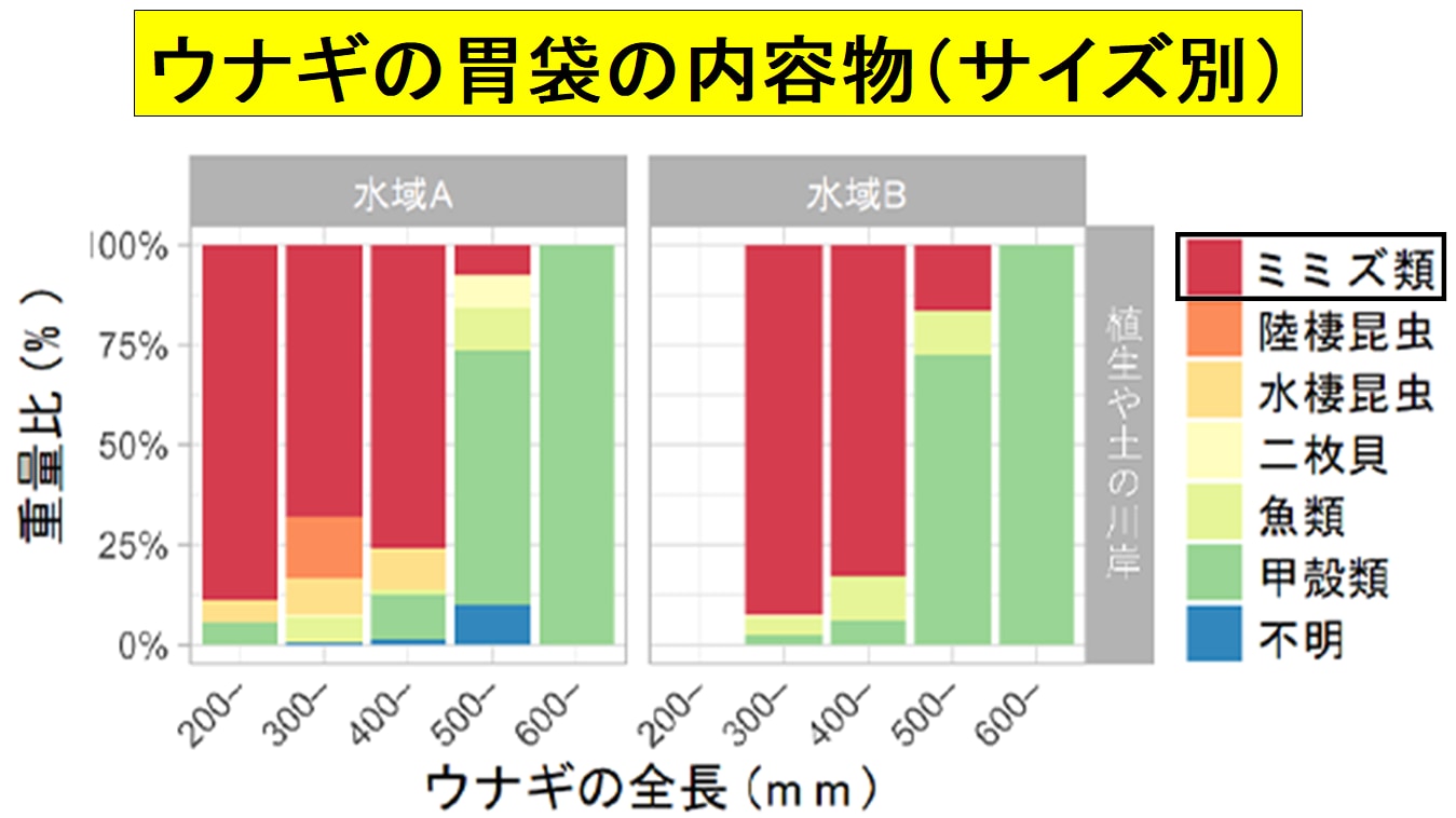 ウナギはミミズを食べて大きくなる