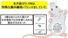 放射線から生き延びた1割は特殊な腸内細菌バランスを持っていた