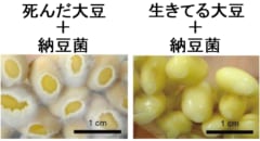 納豆菌は死んだ大豆の上でだけで繁殖する